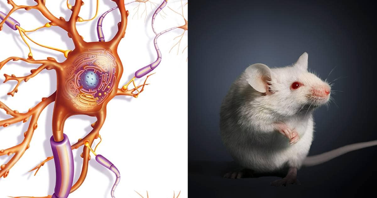 Droga experimental acelerou reparo de mielina e restaurou a visão em ratos