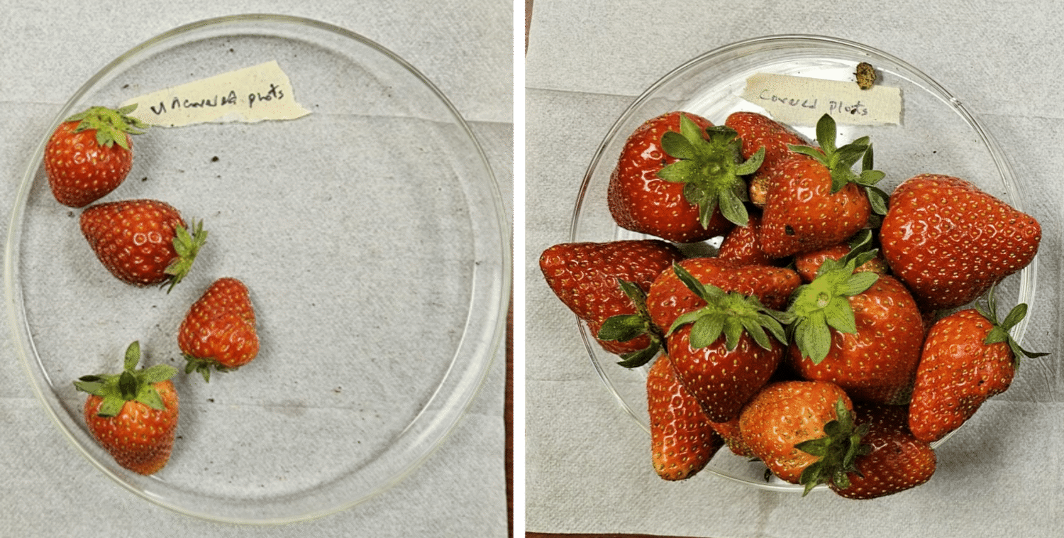 Tecido que protege morangos triplica a colheita sem agrotóxico